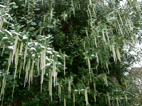Bois des Moutiers Winterreise (13)